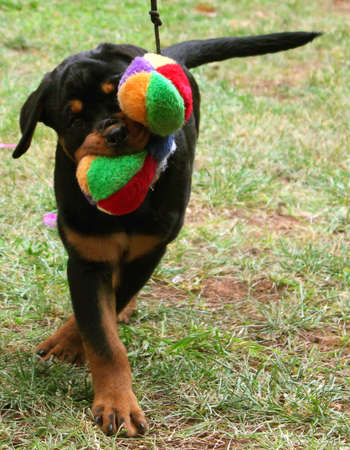 puppy rottweilerの写真素材
