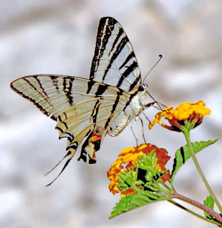 real butterflyの写真素材