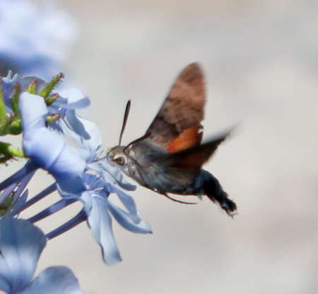 pollinating insect pollinating insect
