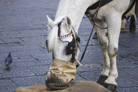 white horse eatingの写真素材