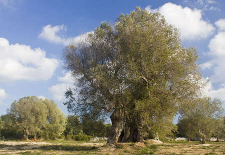 olive treesの写真素材