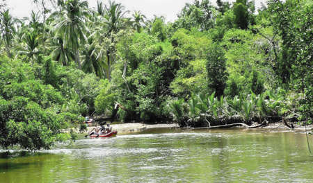 amazon forestの写真素材
