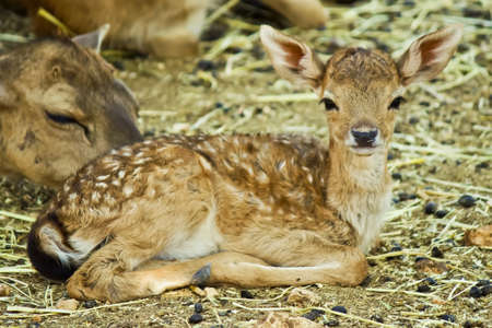 fawn, cute, cuddly, puppyの写真素材