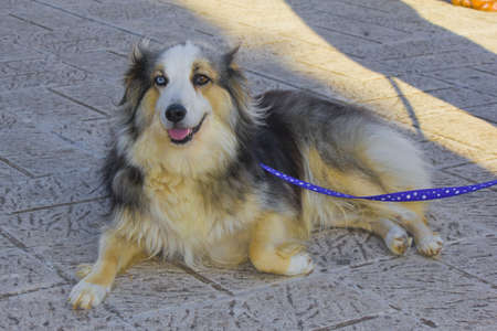 collie with different color eyesの写真素材