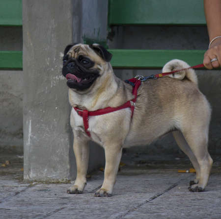 beautiful pugの写真素材