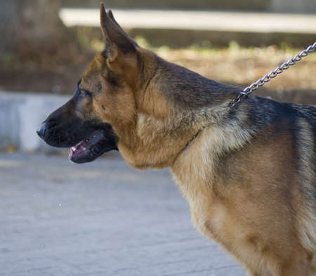 German shepherd, profile, portrait, close upの写真素材