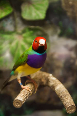 beautiful robin red headの写真素材