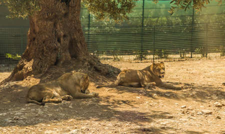 two lionesses under a tree の写真素材