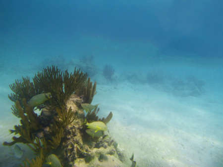 divingの写真素材