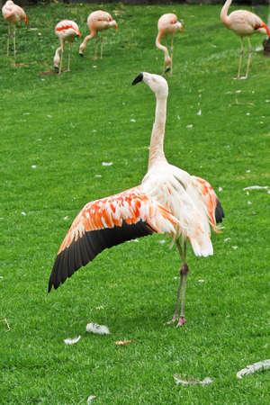 pink flamingoの写真素材