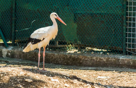 storkの写真素材