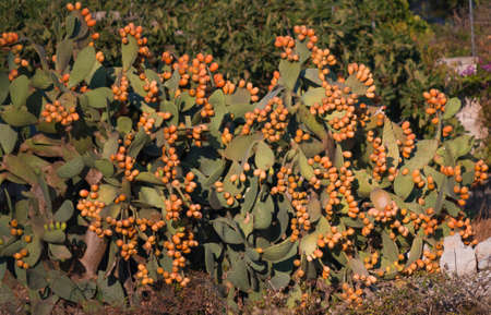 pricly pearsの写真素材