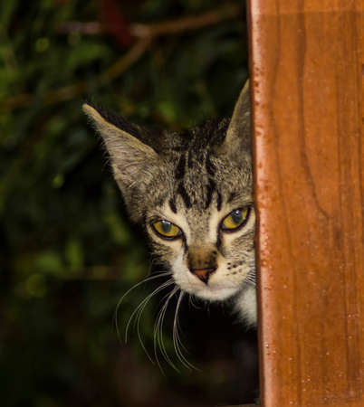 portrait beautiful  cat with long whiskersの写真素材