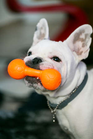 French Bulldog Pet