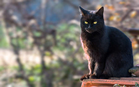 black catの写真素材