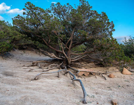 Flora Mediterranea - Sardiniaの写真素材