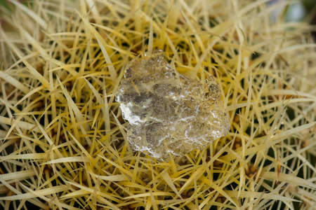 Ice on a cactusの写真素材