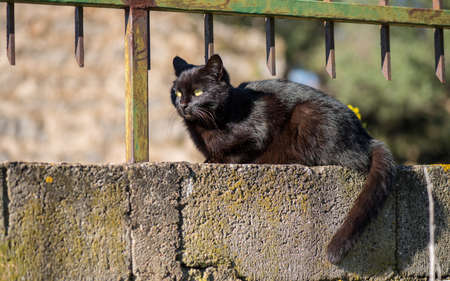 Black cat in the sunの写真素材