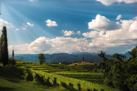 Hills of Rocca Bernarda (Italy)の写真素材