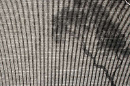 urban treeの写真素材