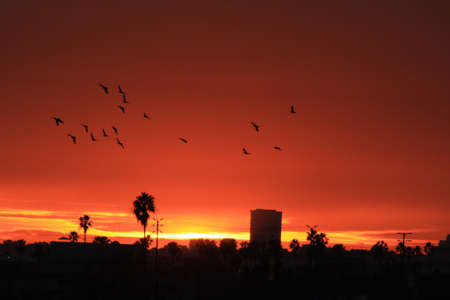 birds in sunsetの写真素材