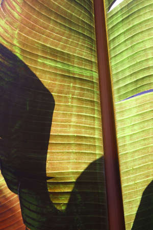 banana lead werticalの写真素材