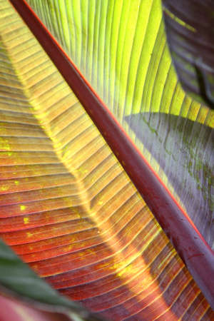 Banana leafの写真素材