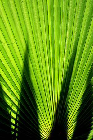 palm leafの写真素材