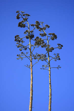 pair of trees in californiaの写真素材