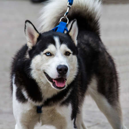 CAGLIARI, ITALY - MARCH 6, 2016; Dog parade, portrait of an aski dog - Sardinia