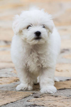 Solanas: Maltese puppy dog ??- Sardiniaの写真素材