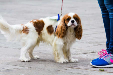 CAGLIARI, ITALY - MARCH 6, 2016: All-leg dog show at the Exma - Sardinia