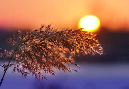 colored red and blue sunset with pampasの写真素材