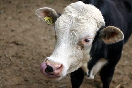 Cow tongue