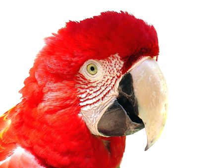 Red macawの写真素材