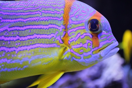 Colorful fishの写真素材