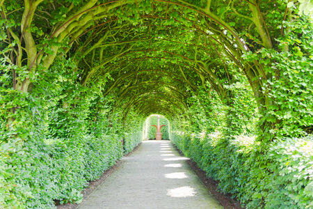 Walkway with green treesの写真素材