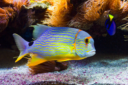 Colorful fish