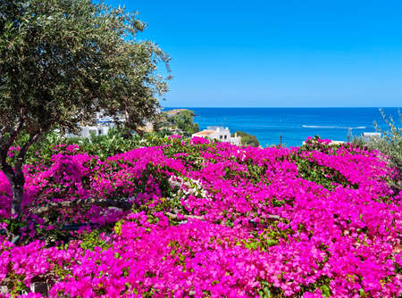 Flowers and beach in Crete island, Greeceの写真素材