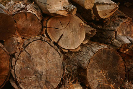 Trunks of trees