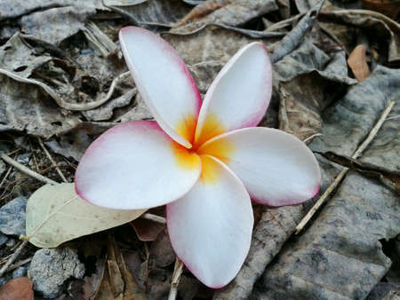 Plumeria