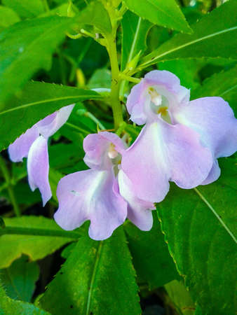 Purple flower in wildの素材