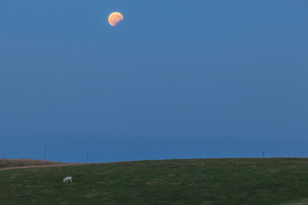 Moon eclispe and grazing donkey, Cansiglio, Veneto, Italyの写真素材