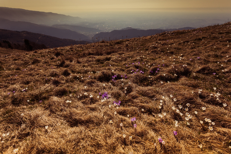 Mountain meadow where the first crocuses emerge with mountains and plain background, Pian de le Femene, veneto, Italyの写真素材