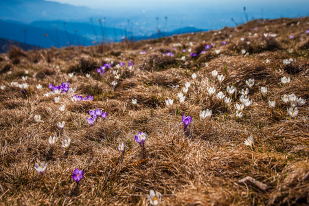 Mountain meadow where the first crocuses emerge with mountains background, Pian de le Femene, veneto, Italyの写真素材