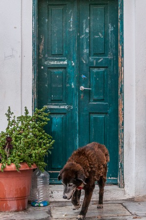 Dog walking in front of a green wooden doorの写真素材