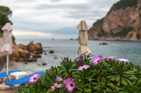 Osteospermum ecklonis with Paleokastritsa bay backgroundの写真素材