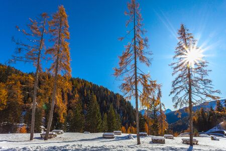 Larch trees with autumn colors photographed against a snow-covered park, Zoldo Valley, Dolomites, Italy. Concept: relaxation in nature, Christmas atmosphere, winter landscapesの写真素材