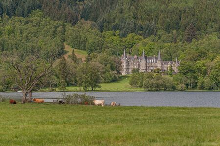 Grazing cows in front of Loch Achray, Scotlandの写真素材
