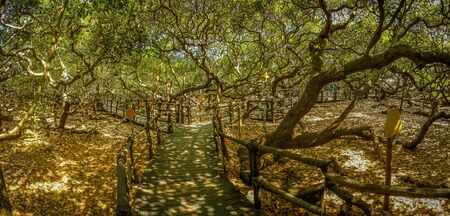 View of the largest cashew tree of the worldの写真素材